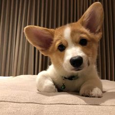 a brown and white dog laying on top of a bed