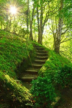 some steps in the middle of a forest with trees and grass on each one side