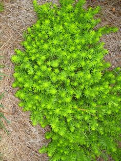 a close up of a green plant on the ground next to some grass and straw