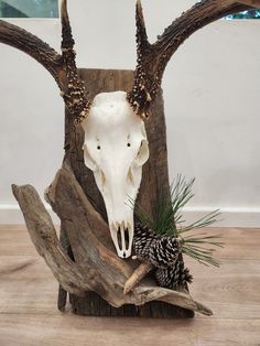 an animal skull with antlers and pine cones