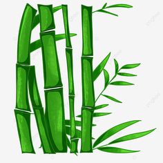 green bamboo leaves on a white background, illustration, drawing, plant png and psd