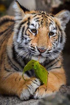 a tiger laying on top of a rock with a leaf in it's mouth