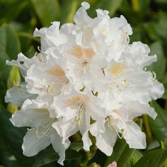 white flowers are blooming in the garden