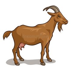 a brown goat standing on top of a white floor