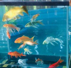 many different colored fish swimming in an aquarium