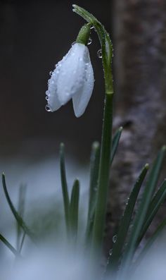 a white flower with drops of water on it