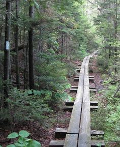 an old train track in the middle of a forest