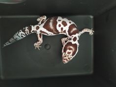 a spotted gecko sitting on top of a black box