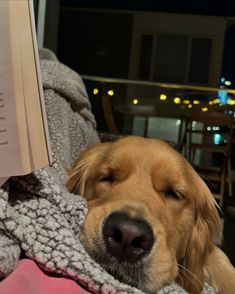 a golden retriever dog is sleeping under a blanket with his head on a book