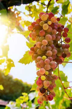 grapes hang from the vine in front of the sun shining through the leaves and branches