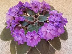 purple flowers are in a pot on the floor