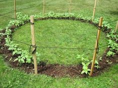 a circular garden in the middle of a yard with several plants growing on each side