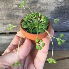 a person holding a small potted plant in their hand