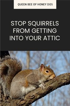 a squirrel sitting on top of a tree branch with the caption stop squirrels from getting into your attic