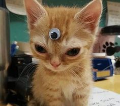 an orange kitten sitting on top of a desk with blue eyeballs in it's eyes