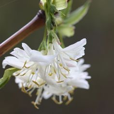 a close up of a white flower on a tree