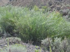 some very pretty green plants in the desert