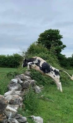 a black and white cow standing on top of a grass covered field next to rocks