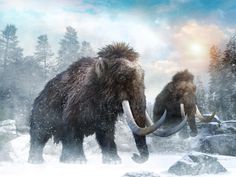 two wooly mammoths walking through the snow in front of some trees and rocks