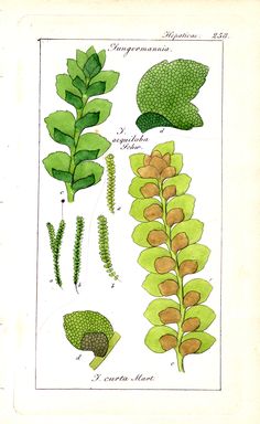 an illustration of different types of leaves