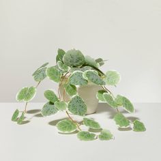 a potted plant sitting on top of a white table next to a vase filled with green leaves