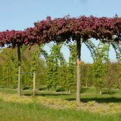 an outdoor area with many trees and bushes in the background, some are covered by purple flowers