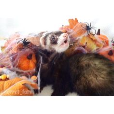 a ferret laying on top of a pile of pumpkins next to a spider net