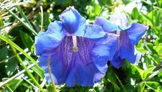 a blue flower is growing in the grass