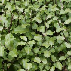 a close up view of some green leaves