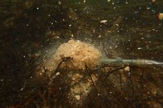 an underwater view of some seaweed and other things in the water, including a plastic tube