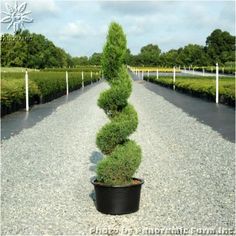 a potted plant sitting in the middle of a gravel road surrounded by trees and bushes