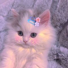 a white kitten laying on top of a blanket with a pair of scissors in it's hair