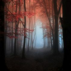 a forest filled with lots of trees covered in fog