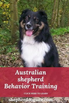 a black and white dog sitting in the woods with text overlay that reads australian shepherd behavior training click here to learn