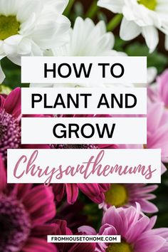 purple and white flowers with the words how to plant and grow chrysanthems