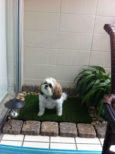 a small white and brown dog standing on top of a grass covered ground next to a window