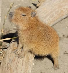 a small rodent sitting on top of a tree stump