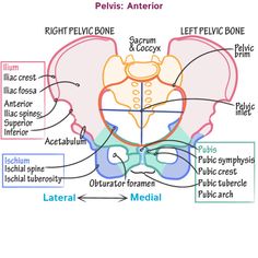 the pelvici and its major functions are shown in this diagram, with labels on