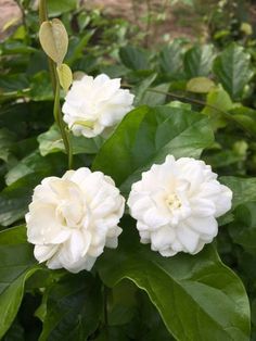 two white flowers with green leaves in the background