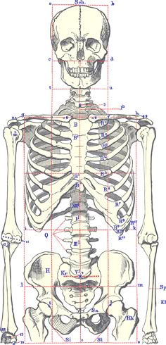 a diagram of the human skeleton and its major bones, including the upper half of the body