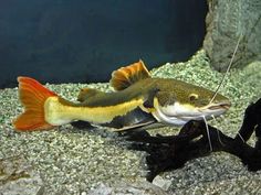 a fish that is sitting on the ground in an aquarium with rocks and gravel around it