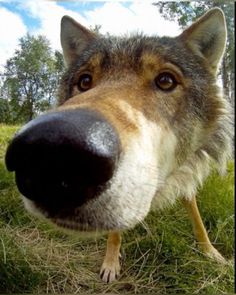 a close up of a dog's face with grass and trees in the background