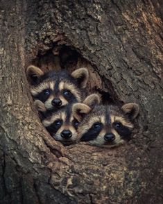 Raccoon Funny, Cute Wild Animals, Cute Animal Photos, Cute Animal Pictures, Cute Creatures, Sweet Animals, Animal Planet, Animal Photo, Wild Animals