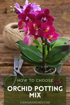 purple orchids in a pot with text overlay reading how to choose orchid potting mix