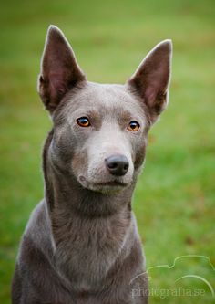 a gray dog with blue eyes looking at the camera