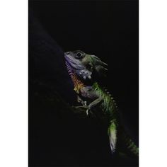 an iguana sitting on top of a tree branch in the dark with its mouth open