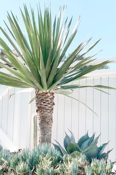 a large green plant sitting next to a white fence