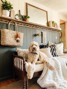 a dog is sitting on a bed with pillows and blankets