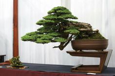 a bonsai tree sitting on top of a table next to a potted plant