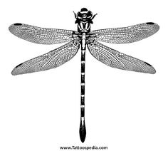 a black and white drawing of a dragonfly